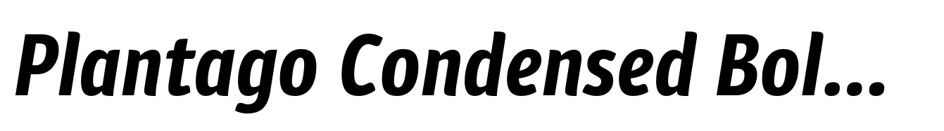 Plantago Condensed Bold Italic